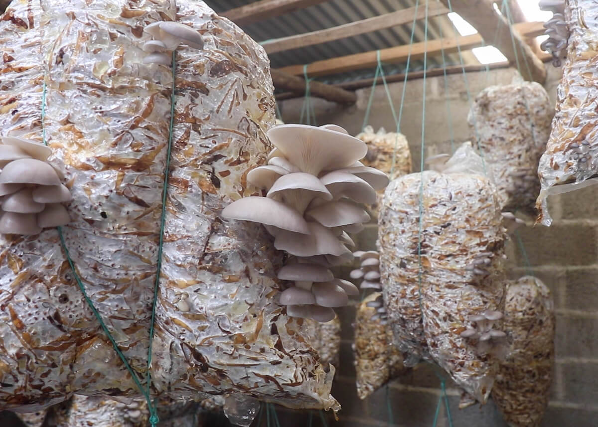 2020-10-01_mexique_agrocetas_mushrooms-champi-gp-low-tech-lab