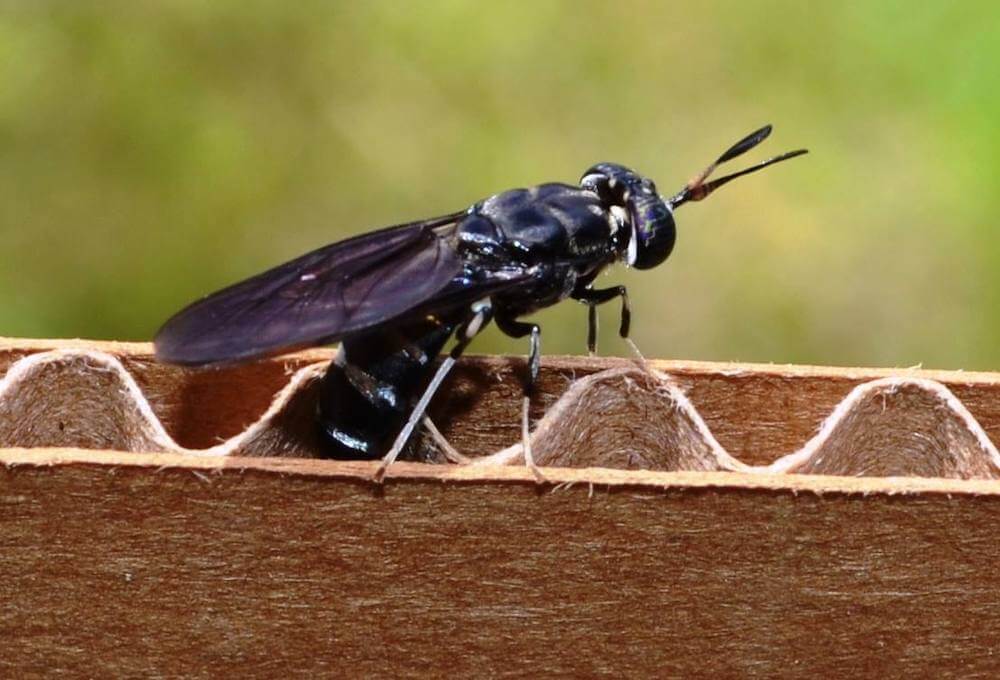 mouche-soldat-noire